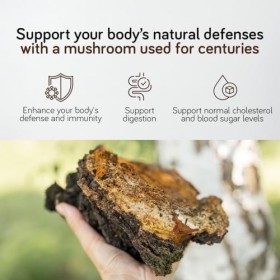 Chaga 8000 mg – 180 Gélules – 30% Polysaccharides Bioactifs – Double Extrait du Corps Fructifère Fortement Dosé – Récolté à l