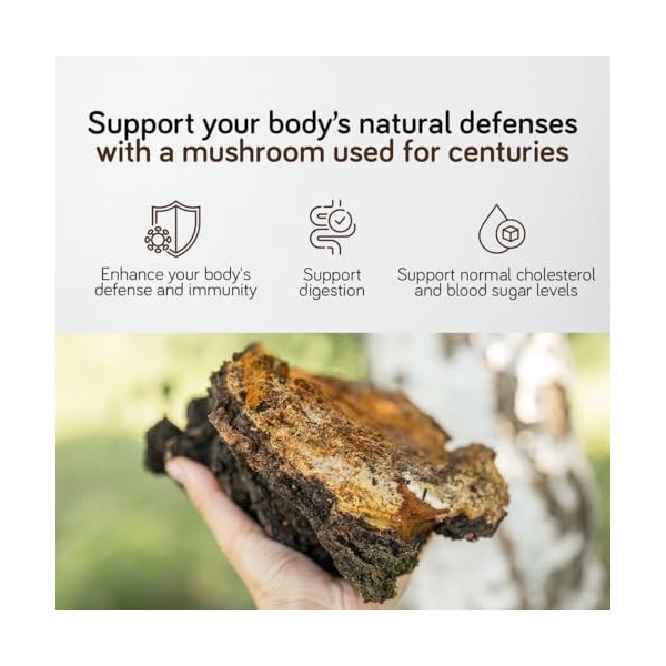 Chaga 8000 mg – 180 Gélules – 30% Polysaccharides Bioactifs – Double Extrait du Corps Fructifère Fortement Dosé – Récolté à l