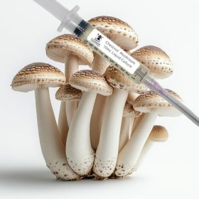 Champignon Châtaignier Pholiota adiposa - Culture Liquide - 10cc