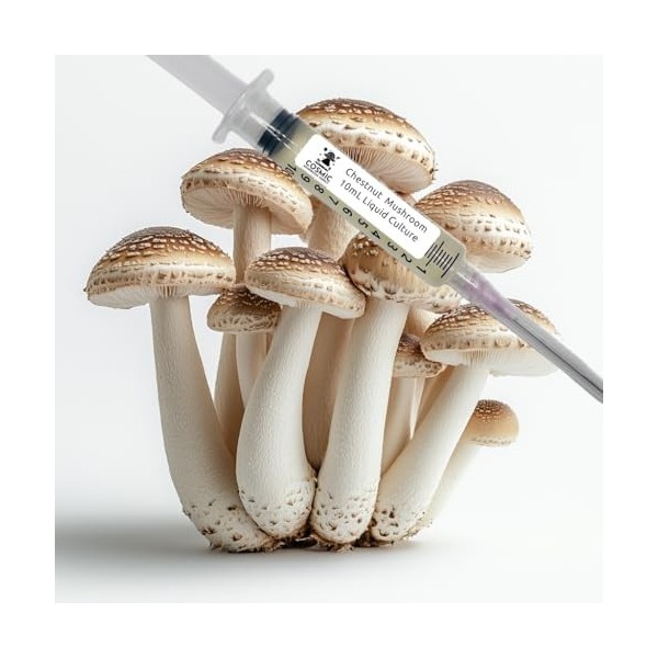 Champignon Châtaignier Pholiota adiposa - Culture Liquide - 10cc