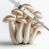 Champignon Châtaignier Pholiota adiposa - Culture Liquide - 10cc