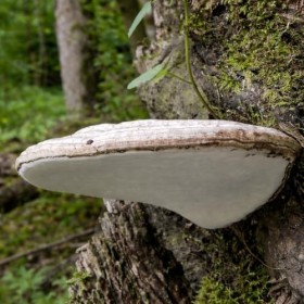 Ganoderma applanatum - Champignon de bois séché de Lettonie - 100 g