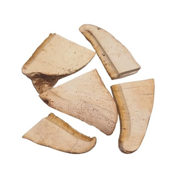 Porling de bouleau séché Fomitopsis betulina 100 g – Produit naturel, collection sauvage, idéal pour les thés et lentretie