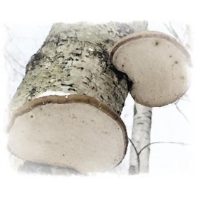 Porling de bouleau séché Fomitopsis betulina 100 g – Produit naturel, collection sauvage, idéal pour les thés et lentretie
