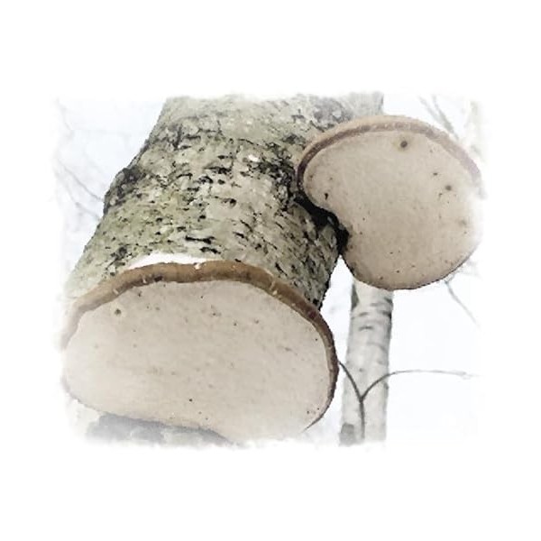 Porling de bouleau séché Fomitopsis betulina 100 g – Produit naturel, collection sauvage, idéal pour les thés et lentretie