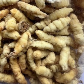 Cordyceps Sinensis Séché 100g - Champignon Naturel Asiatique - Qualité Supérieure - Pour Infusion, Soupes ou Décoction - Kwon