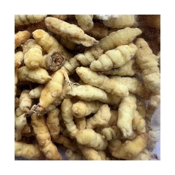 Cordyceps Sinensis Séché 100g - Champignon Naturel Asiatique - Qualité Supérieure - Pour Infusion, Soupes ou Décoction - Kwon