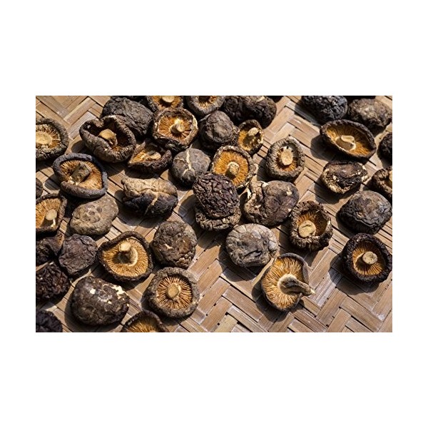 Champignons Shiitake parfumés séchés 4-6CM 500G - Champignons Tonkou - Longevity Lot de 3 sachets Champignons