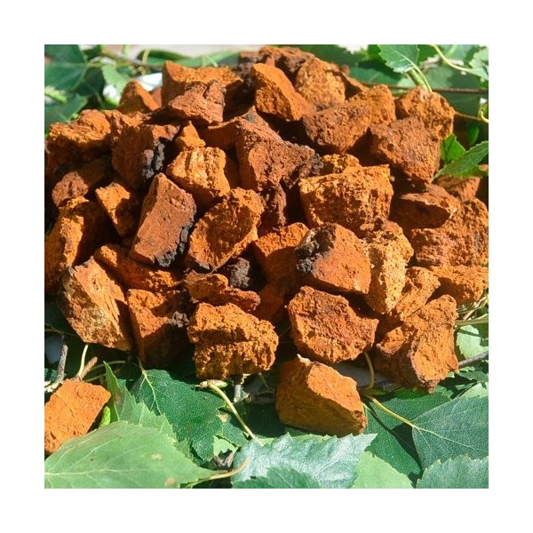 Champignon Chaga Inonotus obliquus Morceaux séchés 900 g Hachés jusquà 4-5 cm.