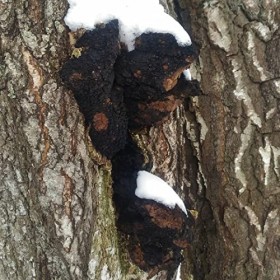 Champignon Chaga Inonotus obliquus Morceaux séchés 900 g Hachés jusquà 4-5 cm.