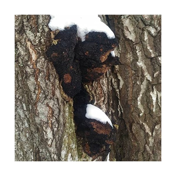 Champignon Chaga Inonotus obliquus Morceaux séchés 900 g Hachés jusquà 4-5 cm.