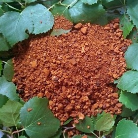 Chaga 450 g. haché à 0,1-1 cm.