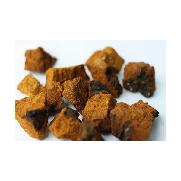 Kamelur Poudre de chaga bio 250 g - Poudre de champignon sans additifs, aliments asiatiques - Champignons bio issus de lagri