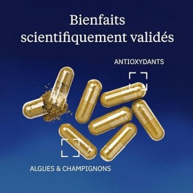Maitaké BIO – Extrait Full Spectrum Ultra Concentré - 60% Polysaccharides & 20% Bêta-Glucanes – 500mg - Sans Additifs – Champ