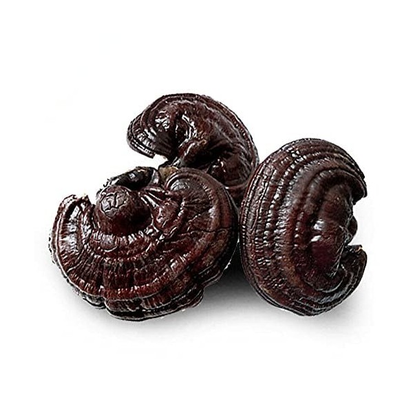 Purple Ganoderma Lucidum Wild Lingzhi Champignon Reishi Bio 500g