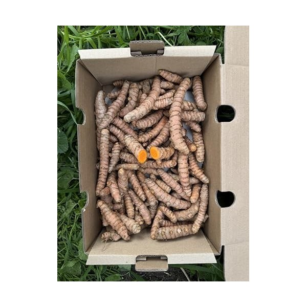 Curcuma frais 250 g | Curcuma racine naturelle de production locale à Malaga | Culture locale | Goût intense et arôme naturel...