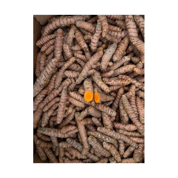 Curcuma frais 250 g | Curcuma racine naturelle de production locale à Malaga | Culture locale | Goût intense et arôme naturel...