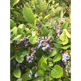 Wild Blueberry: Semi 15 Blueberry Pianta -Toggle per Vedere la ietà