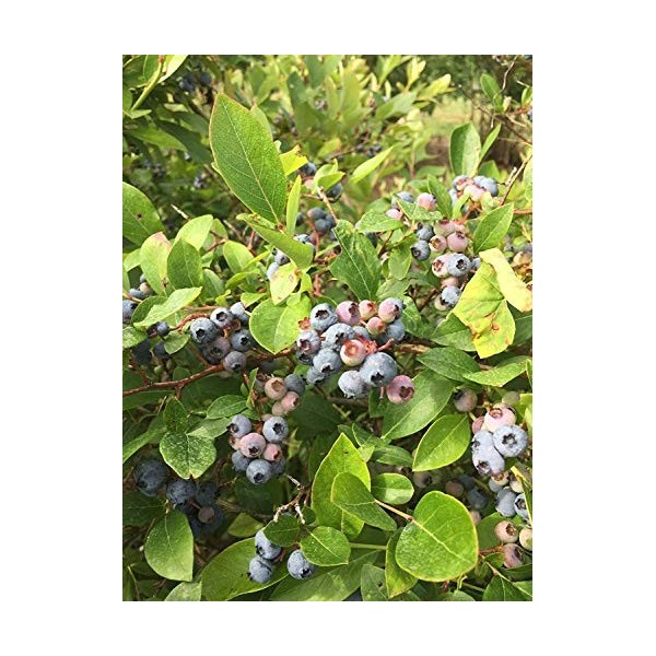 Wild Blueberry: Semi 15 Blueberry Pianta -Toggle per Vedere la ietà