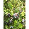 Wild Blueberry: Semi 15 Blueberry Pianta -Toggle per Vedere la ietà
