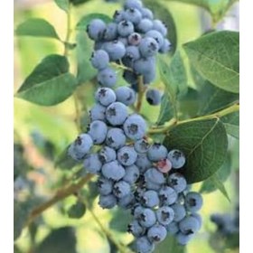 Semi 50+ Blueberry Highbush Pre-stratificati