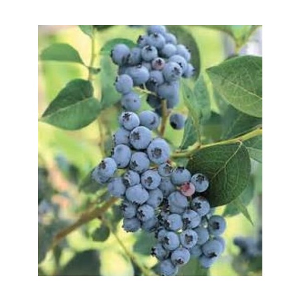 Semi 50+ Blueberry Highbush Pre-stratificati