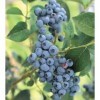 Semi 50+ Blueberry Highbush Pre-stratificati