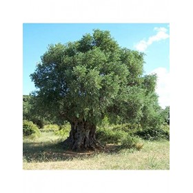 Tisane Olivier feuille 250 GRS Olea europea. Lot de 2 Feuille d'olivier