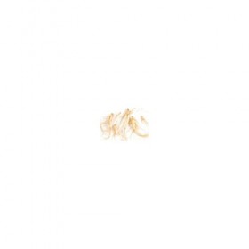 Ginseng - Panax ginseng - Poudre - Racine - 125g Ginseng