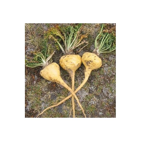 200 pezzi di semi di piante di ginseng peruviano:Seeds only