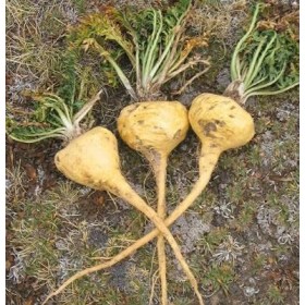 200 pezzi di semi di piante di ginseng peruviano:Seeds only