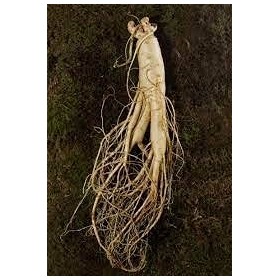 100 pezzi di semi di piante di ginseng coreano:Seeds only