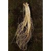 100 pezzi di semi di piante di ginseng coreano:Seeds only
