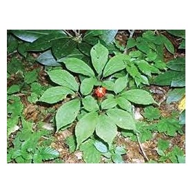 200 pezzi di semi di piante di ginseng americano:Seeds only