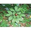 200 pezzi di semi di piante di ginseng americano:Seeds only