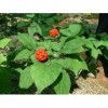 10 SEMI DI PANAX GINSENG:Seeds
