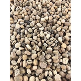 Germinazione dei Semi: 150 + Ginseng Americano Sementi Sementi stratificati Superiore delle Piante Quality Now 2018 Season