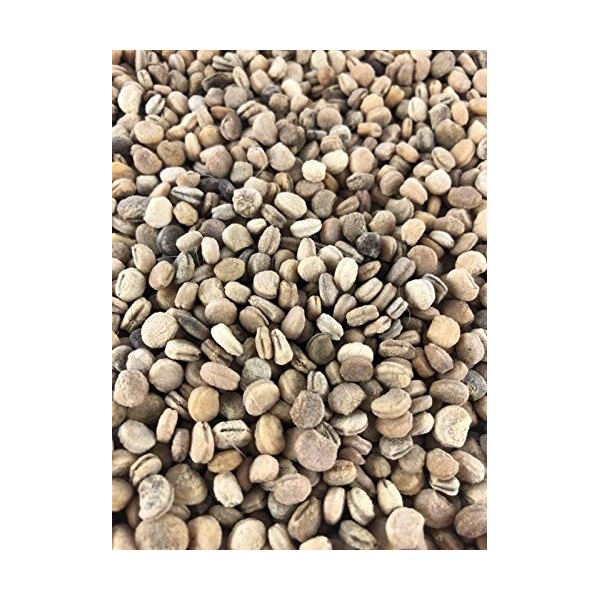 Germinazione dei Semi: 150 + Ginseng Americano Sementi Sementi stratificati Superiore delle Piante Quality Now 2018 Season