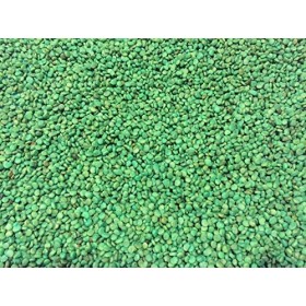 Semi-1000 Ginseng Ameano Semi-Stratisfied Pronto a piantare Ora