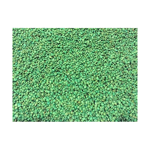 Semi-1000 Ginseng Ameano Semi-Stratisfied Pronto a piantare Ora