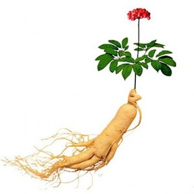 Nuovi 10pcs Semi di ortaggi Ginseng per Giardinaggio Giallo