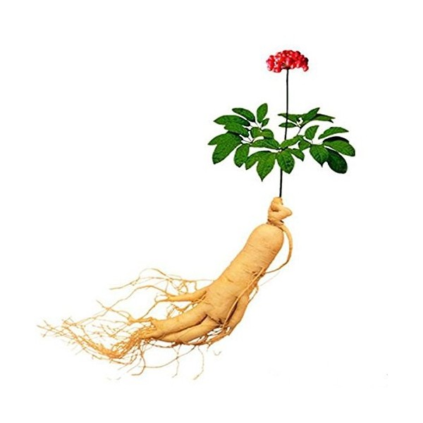 Nuovi 10pcs Semi di ortaggi Ginseng per Giardinaggio Giallo