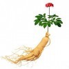 Nuovi 10pcs Semi di ortaggi Ginseng per Giardinaggio Giallo