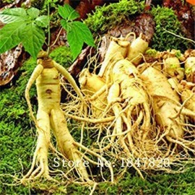 2016 Ginseng Semi di 100pcs 10kinds Semi di Fiore Mix romanzo della pianta a Garden