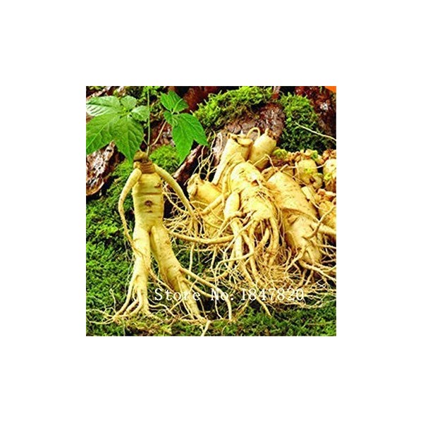 2016 Ginseng Semi di 100pcs 10kinds Semi di Fiore Mix romanzo della pianta a Garden