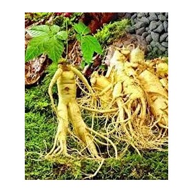 10 semi di ortaggi al ginseng