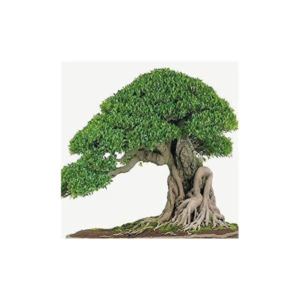 . 50pcs Piante Rare Genuine Semi Ficus Ginseng Ginseng Erbe Semi Banyan Giardino della casa: 6