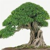 . 50pcs Piante Rare Genuine Semi Ficus Ginseng Ginseng Erbe Semi Banyan Giardino della casa: 6