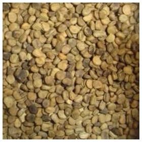 Semi di GERMINAZIONE: 10 Stratifizierte Amerikanische Wilde Ginseng Samt Frühling Einpflanzen