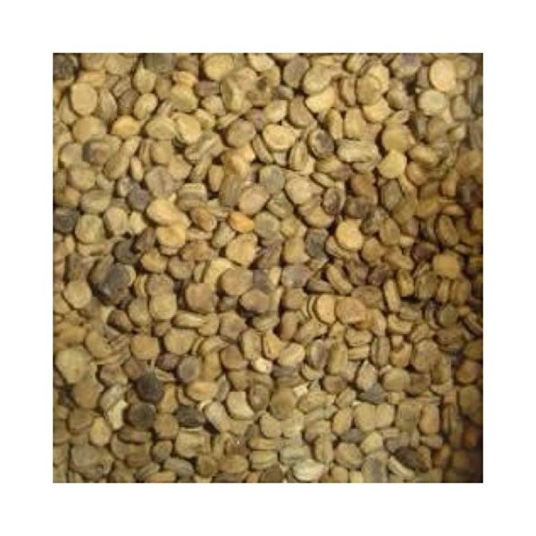 Semi di GERMINAZIONE: 10 Stratifizierte Amerikanische Wilde Ginseng Samt Frühling Einpflanzen